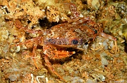 Achelous Portunus brevimanus Crabe nageur-La Paz Ile de la Baleine-10m-20181026-Denis-ADER-DSC_0235_tn